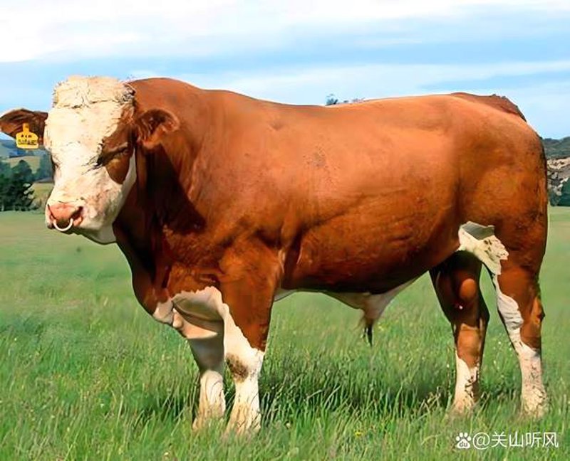 西门塔尔牛：肉质之王与多才多艺的使者