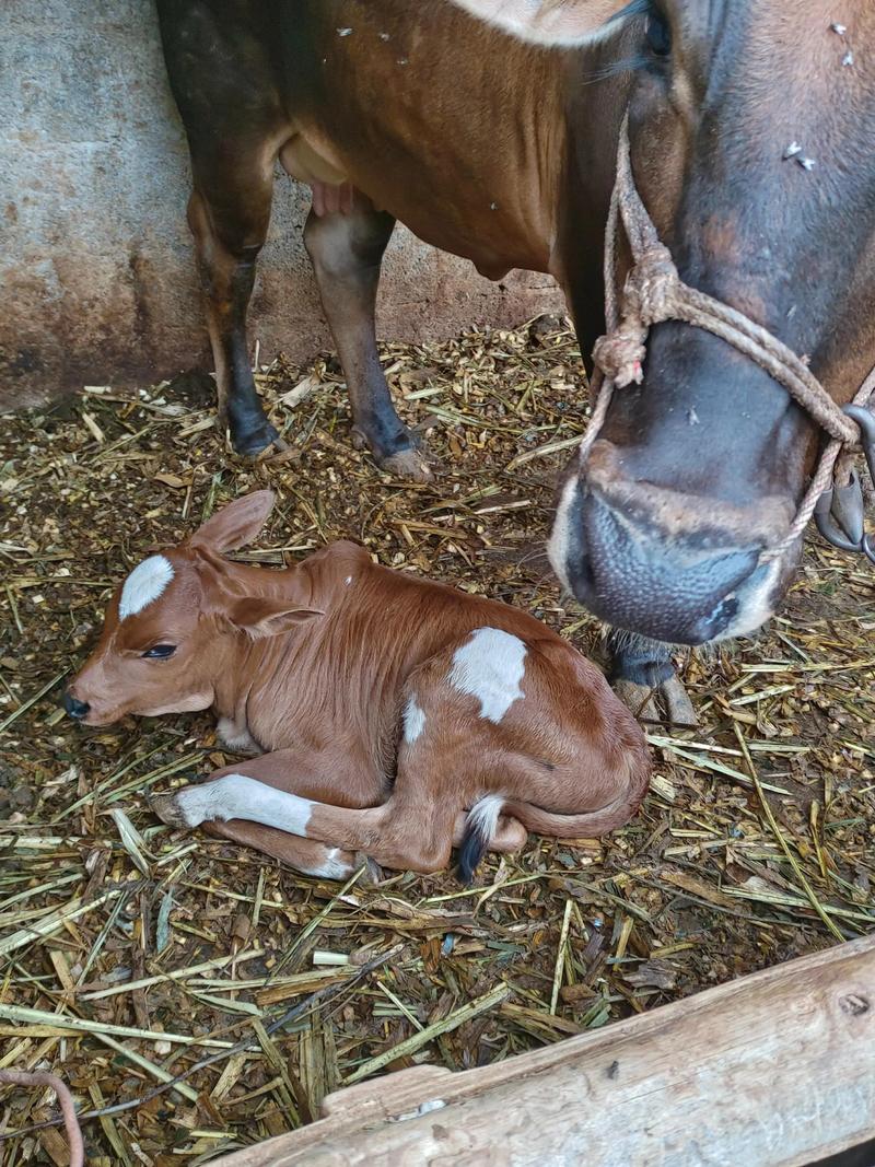 探索定襄养牛场：现代养殖的典范
