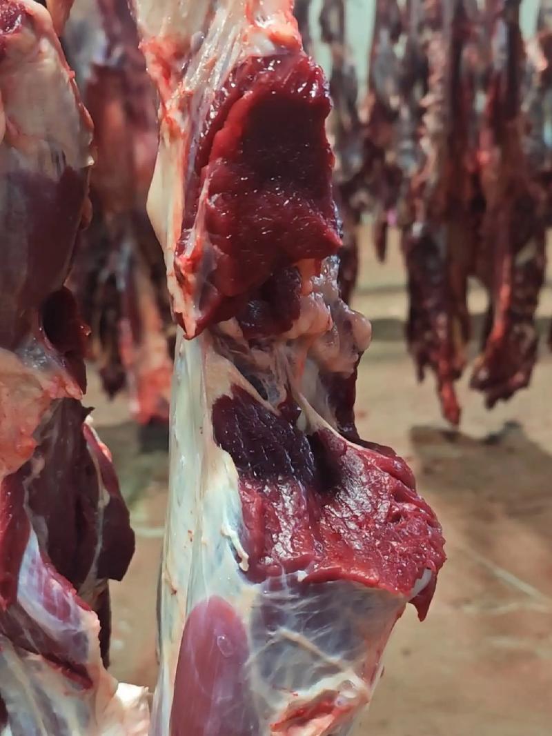 探索牧牛养殖业的未来方向：博牛养殖场篇
